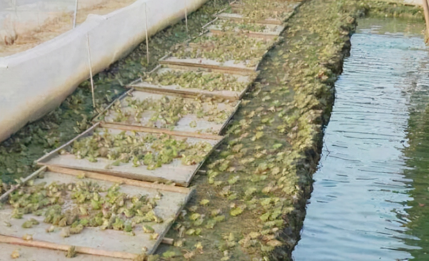 牛蛙常见的疾病有哪些怎样防治,牛蛙如何防治肠胃炎