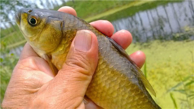 钓鱼人钓的是什么,钓鱼人就是这样收获满满