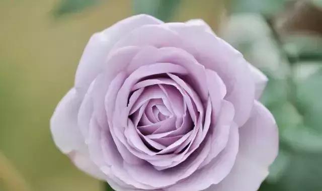 100种玫瑰品种图鉴大全,100种玫瑰品种图解