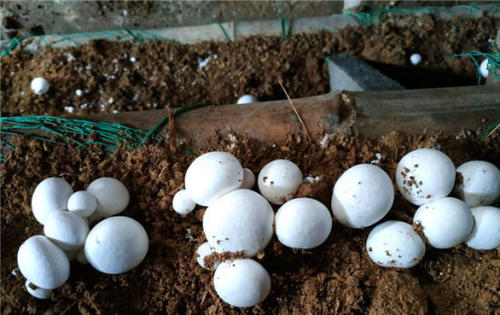 双孢菇菌种培养方法视频,双孢菇料进棚后二次发酵过程