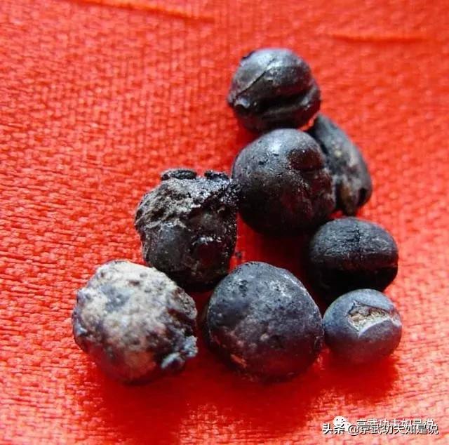 佛学讲的是无佛为什么还要留舍利,为何有高僧圆寂肉身不腐