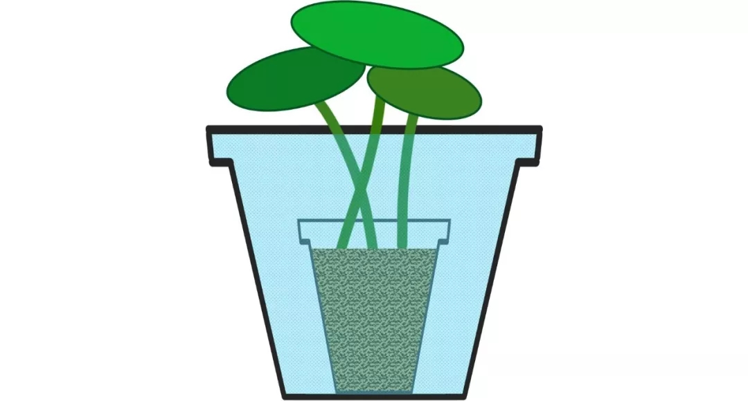 碗莲烂叶子的问题,碗莲出现黄叶和枯萎怎么办