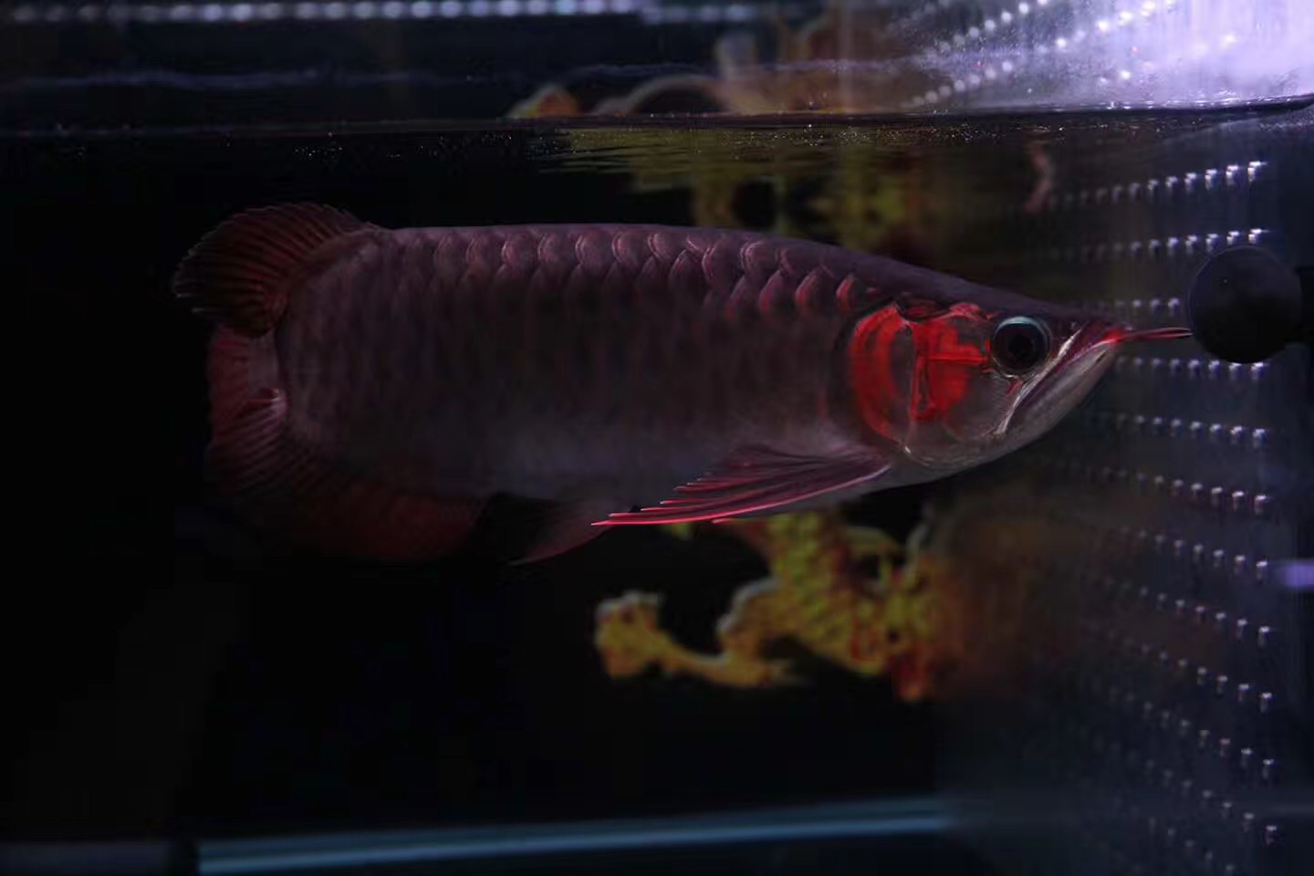 从科学层面谈硝化细菌，这篇看懂的都是大神！