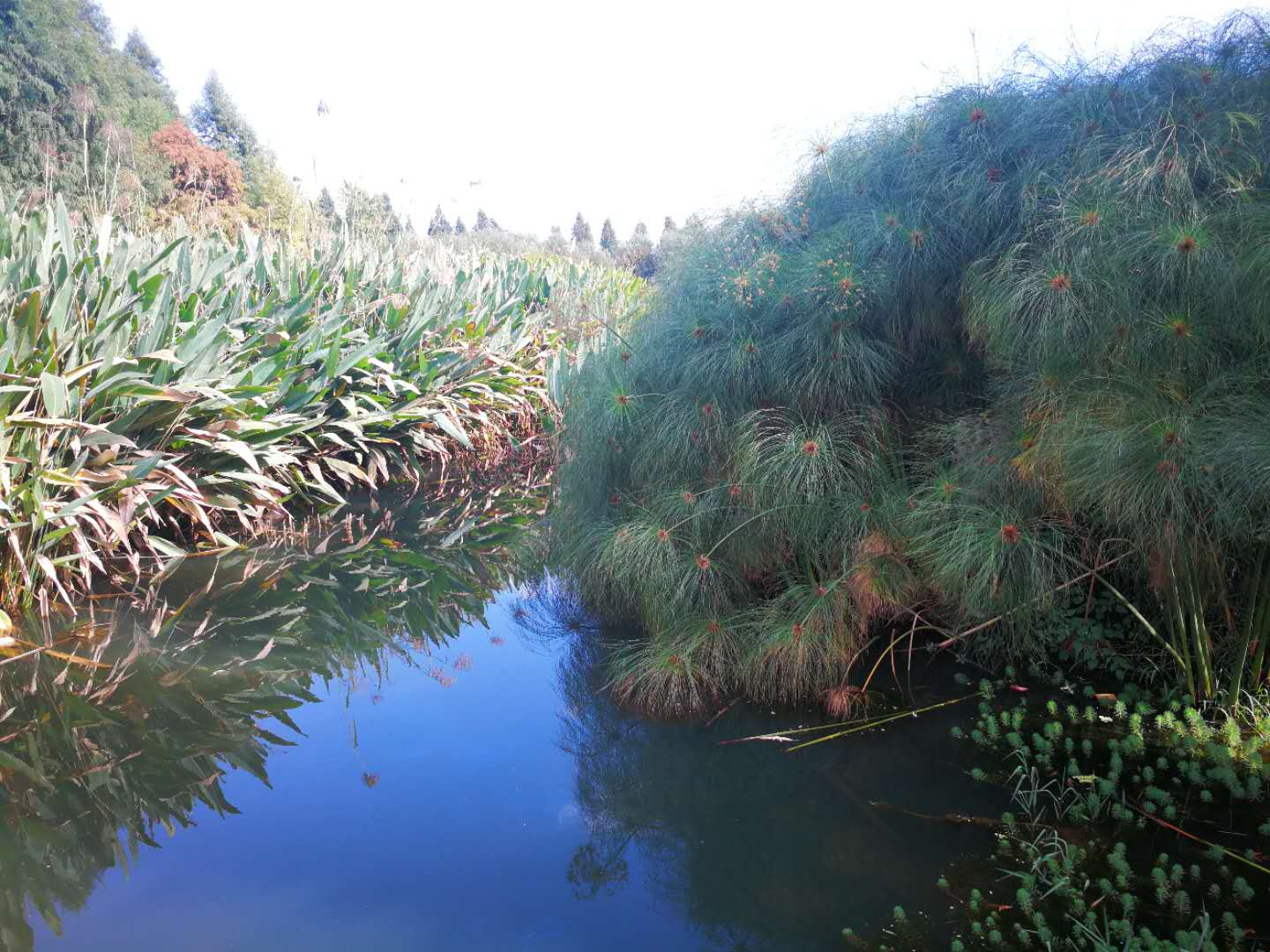 春节昆明景点免费开放,昆明春节公园免费开放时间