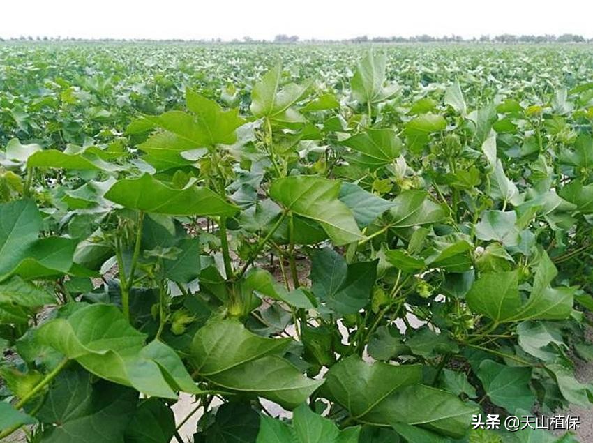 高温天气棉花旱了怎么补救,高温打顶如何促进结桃
