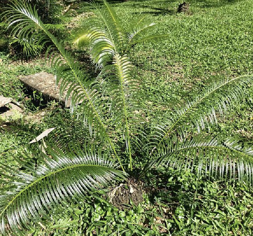 中华人民共和国野生植物保护名录,濒危保护植物名录药用植物多少种