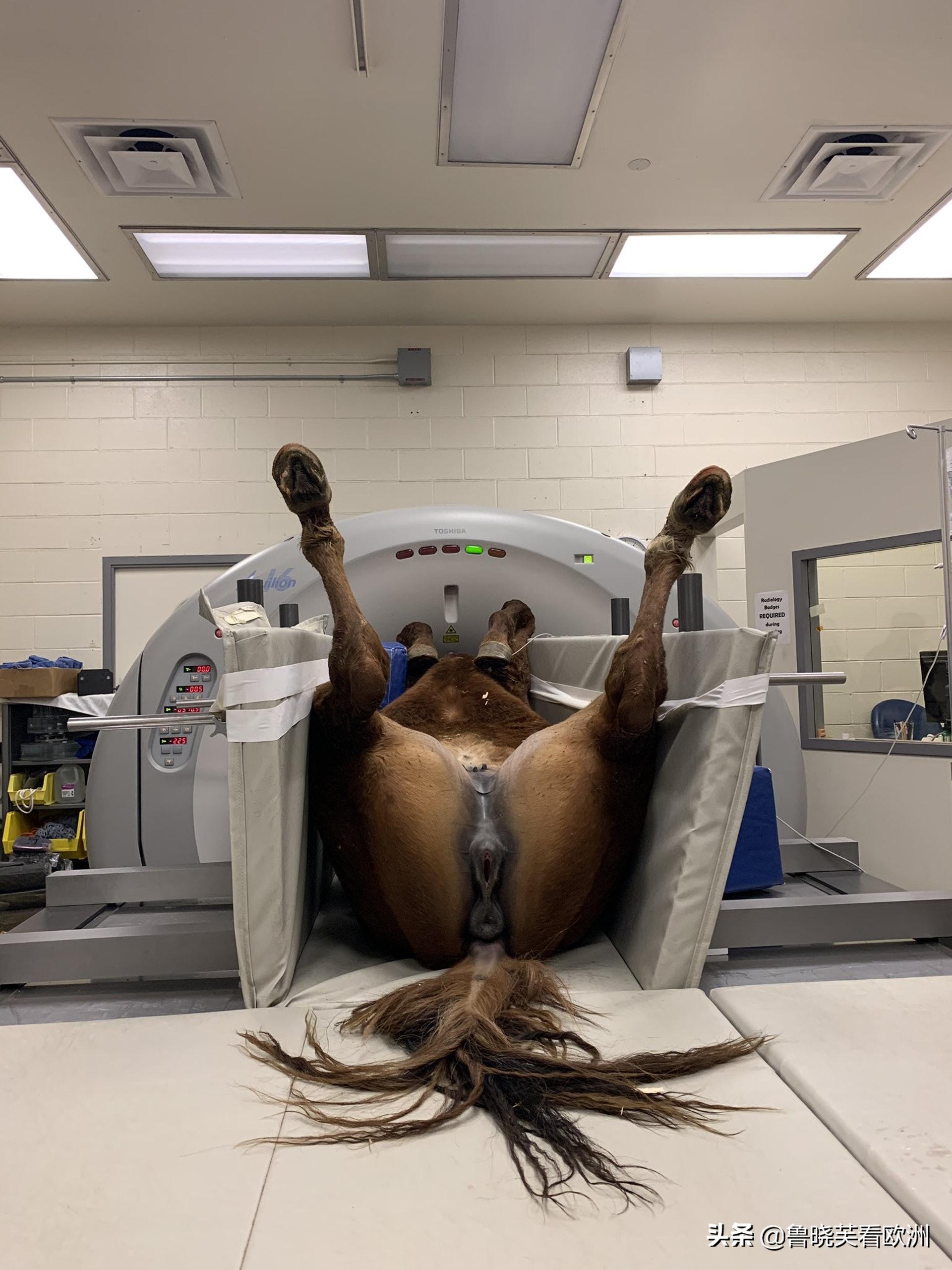 日本兽医公开马儿照CT，*处私**全曝光，网民争议：没有马权
