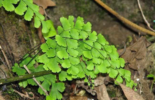 推荐又吸甲醛又好养的植物,哪些植物对猫咪无毒又能吸附甲醛