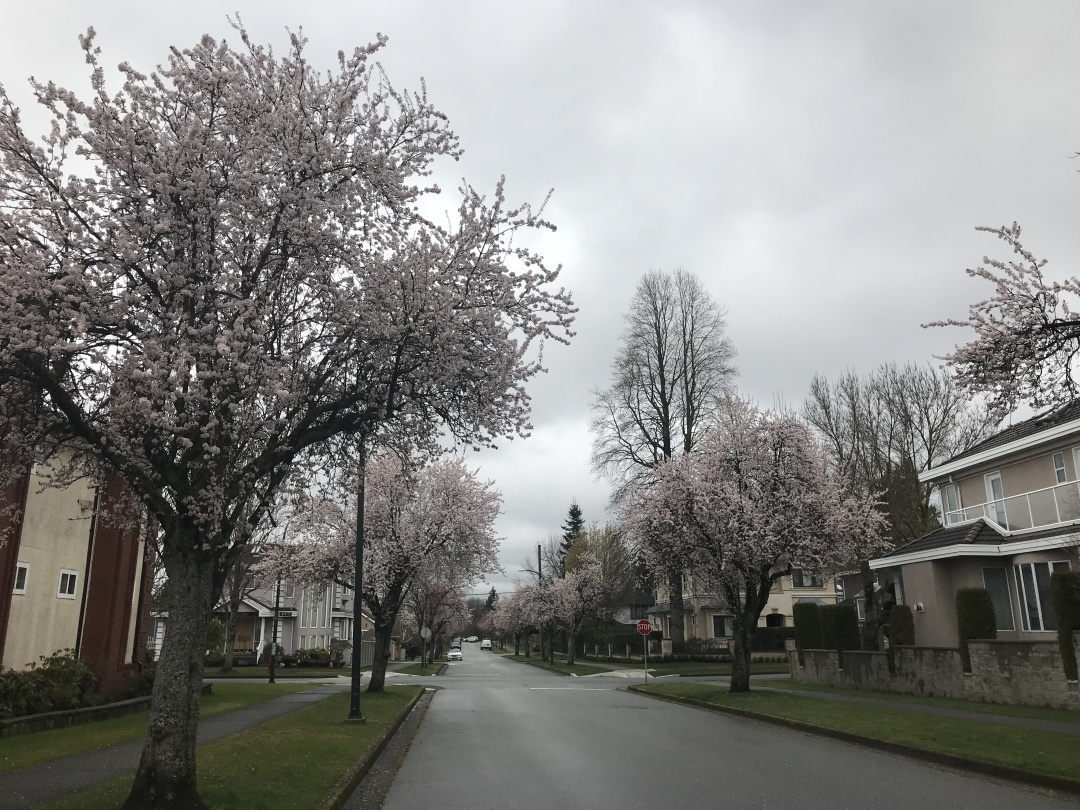 加拿大超级签证医疗保险,加拿大疫苗政策入境要求