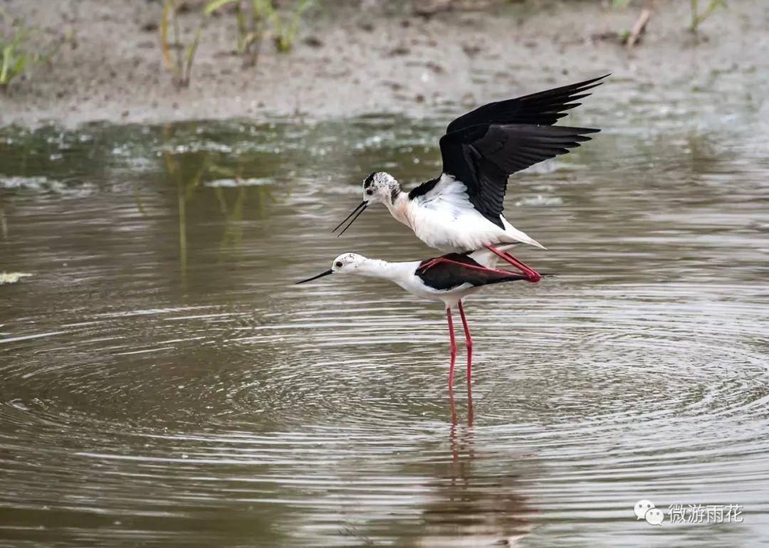 南京三桥湿地生态公园,南京三桥湿地公园