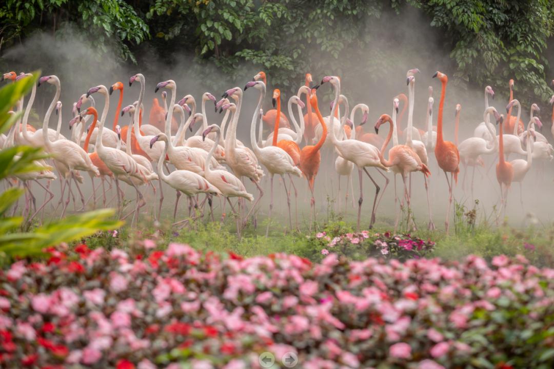 广州长隆野生动物世界附近的酒店,广州长隆酒店福利待遇