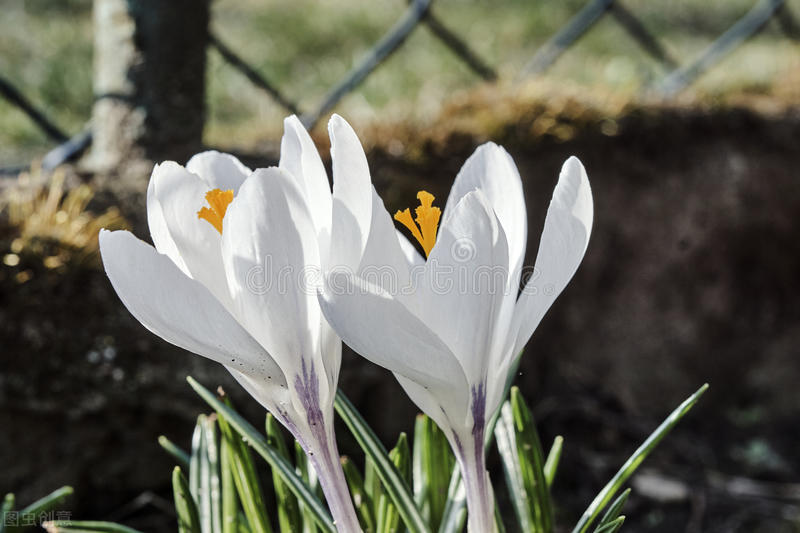 1月至12月生日花的花语,什么花语是祝福生日快乐的花