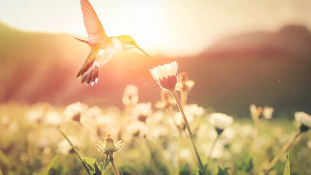 关于春天的成语和古诗句,有关于春天的诗和成语