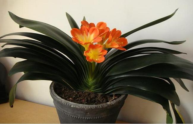 君子兰浇什么水可以开花,君子兰怎样水养才能开花