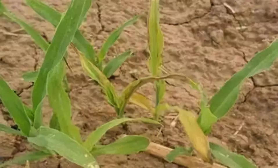 作物发生药害后怎么补救,作物发生药害了怎么办