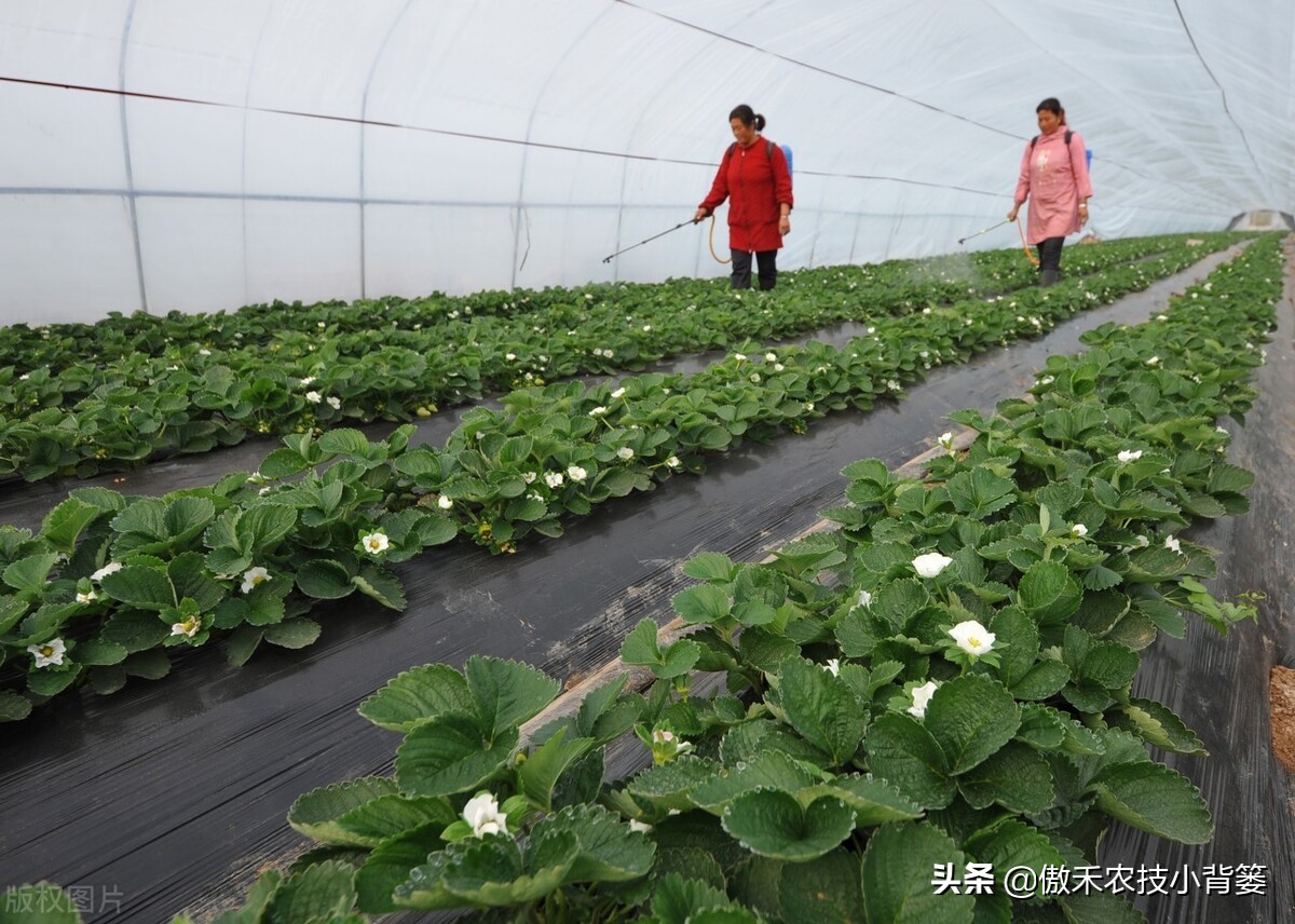 磷酸二氢钾溶解慢是正品还是假货,伪劣磷酸二氢钾真假