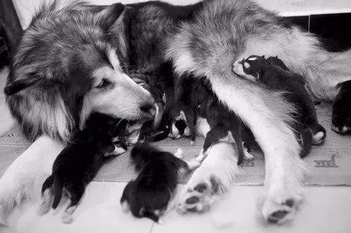 小灰灰的故事合集,小灰灰的故事简短