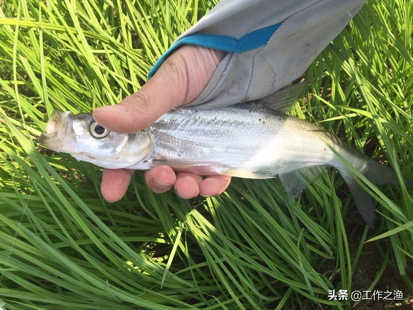 钓鱼后鱼分泌的粘液,鱼身上的粘液对钓鱼有影响吗
