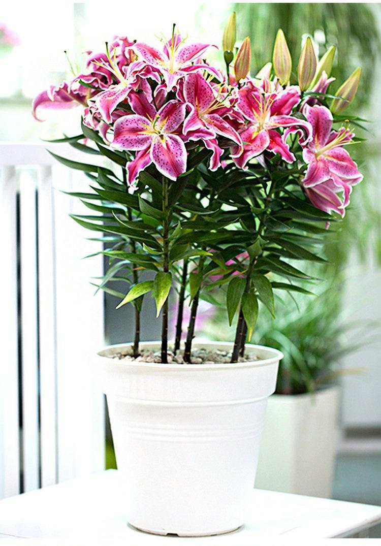 百合花怎样养才能开花更久,养了一个月的百合不开花