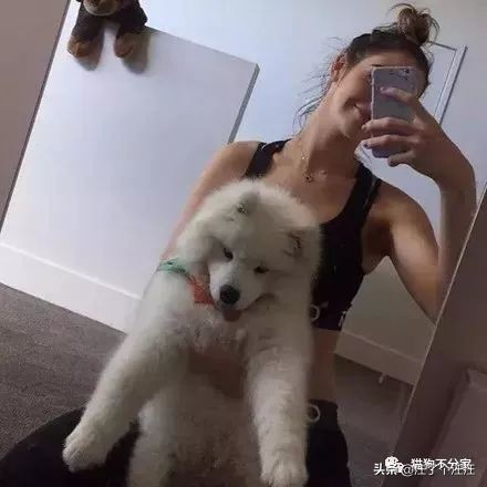 萨摩和金毛打架找主人抱抱,喜欢抱抱的狮子