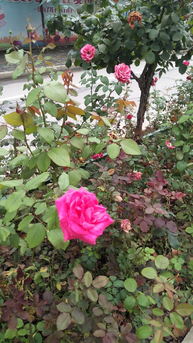 南阳李宁体育园的健身房,李宁体育园南阳