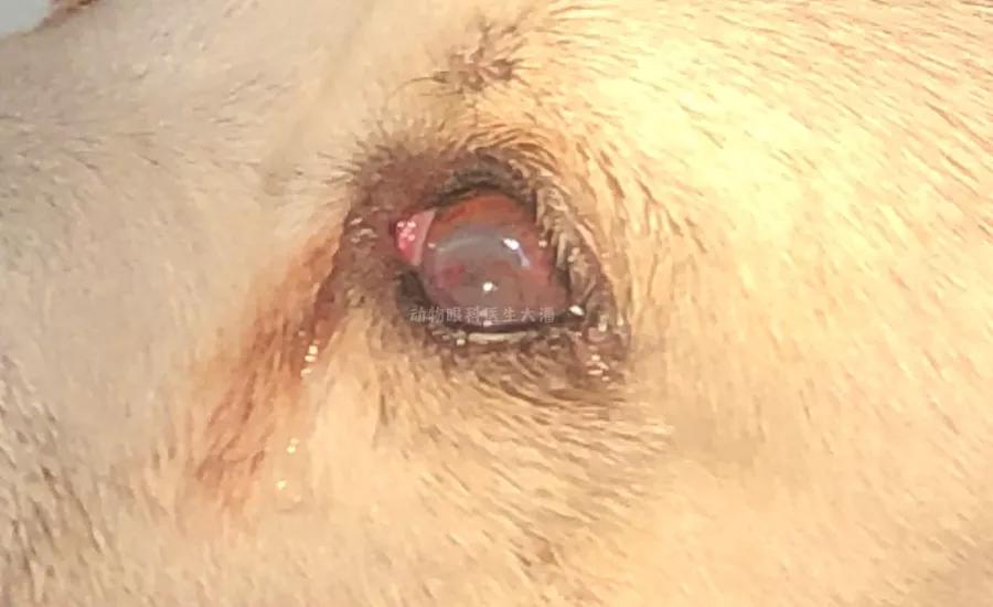 狗狗眼睛穿孔是什么样子,狗狗眼睛穿孔和溃疡是什么情况