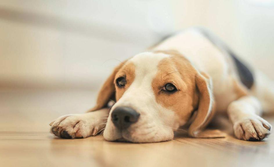 狗狗叫什么名字好听顺口霸气,狗狗叫什么名字霸气招财