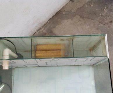 鱼缸背滤改造最佳方法,普通家用小鱼缸能改底滤