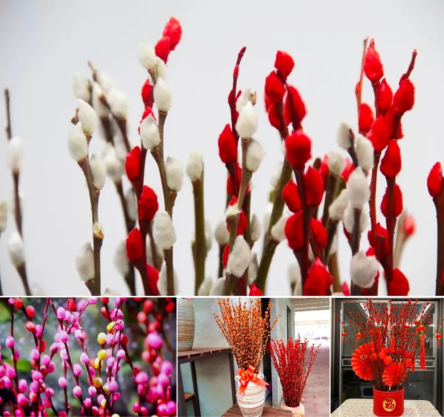 银柳到家儿童画,儿童画春季课题