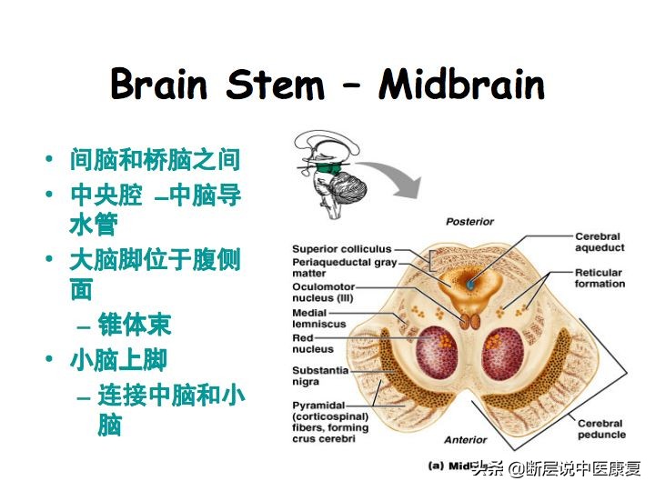 中枢神经系统断层解剖讲解,中枢神经3d解剖动画