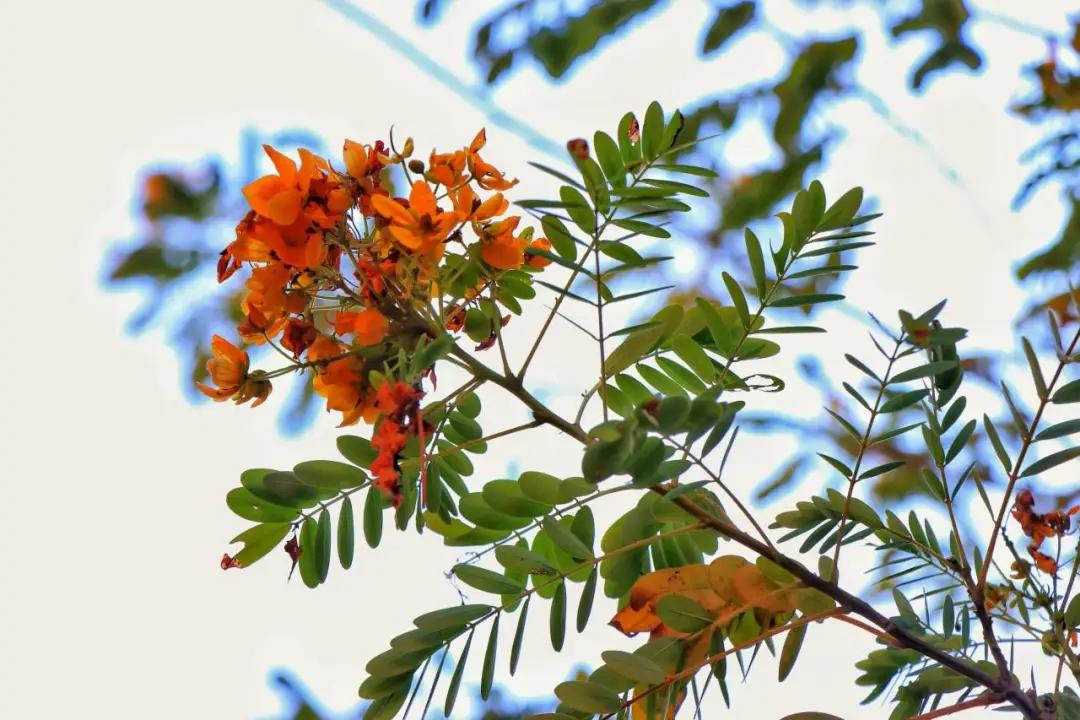 福州职业中专学校风景,福州职业技术学院校园图