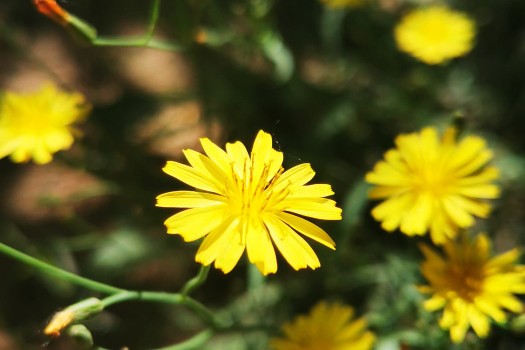 游山西村教学实录,游山西村教案设计思路