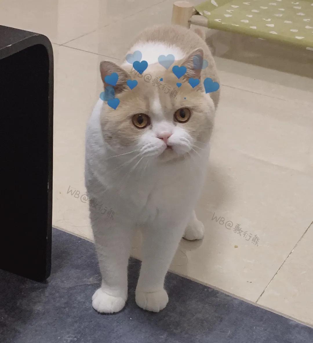 可怜的猫咪是怎么被整惨,这只猫被网友整成什么样了