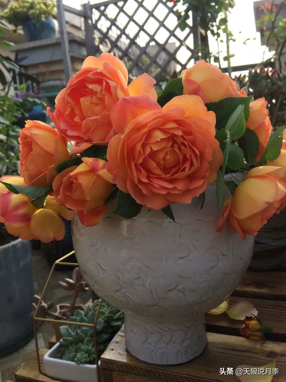 月季春季第一波花要不要剪,月季春季第一波花开后嫁接