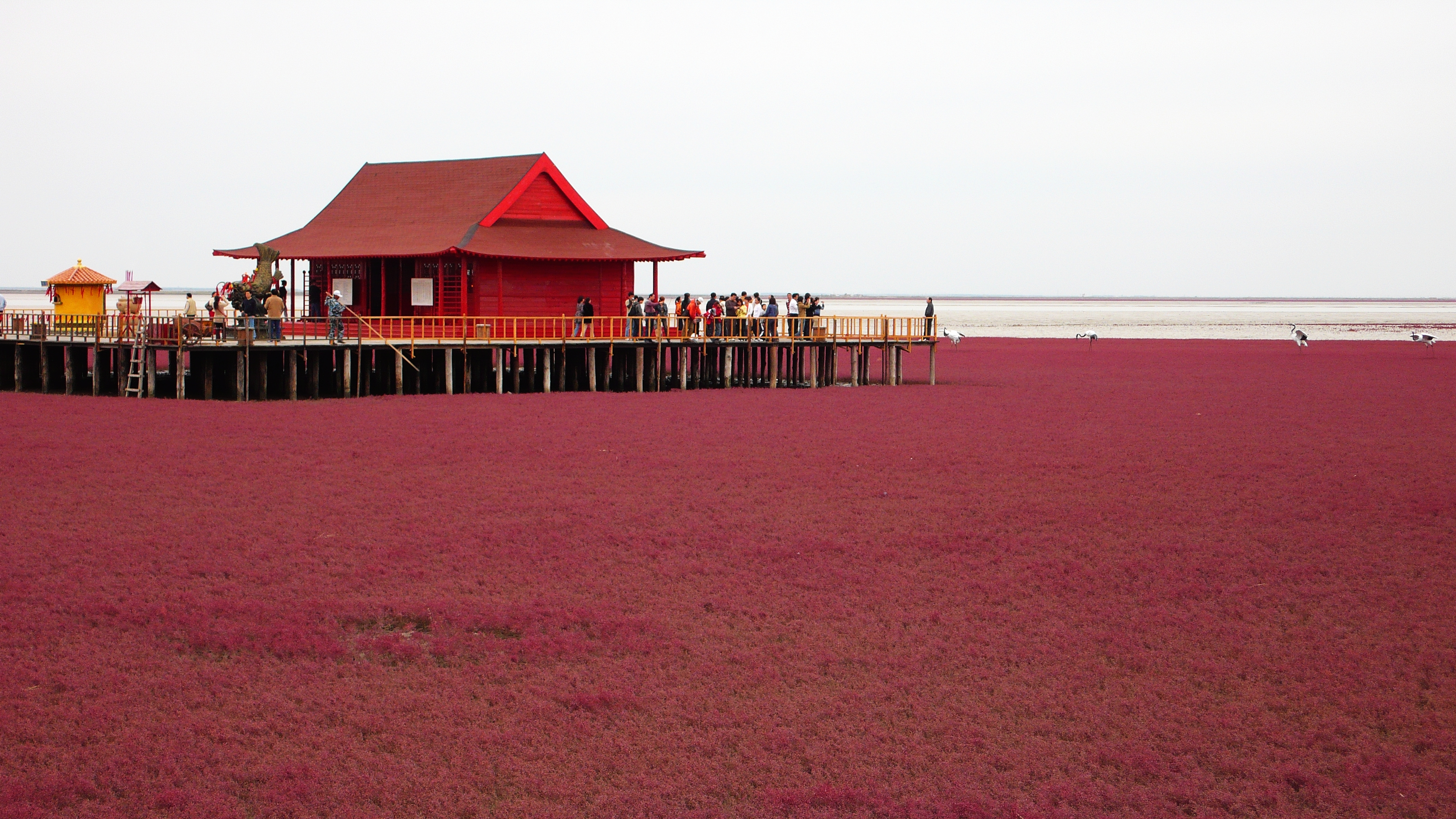 盘锦红海滩碱蓬草,神奇的碱蓬草