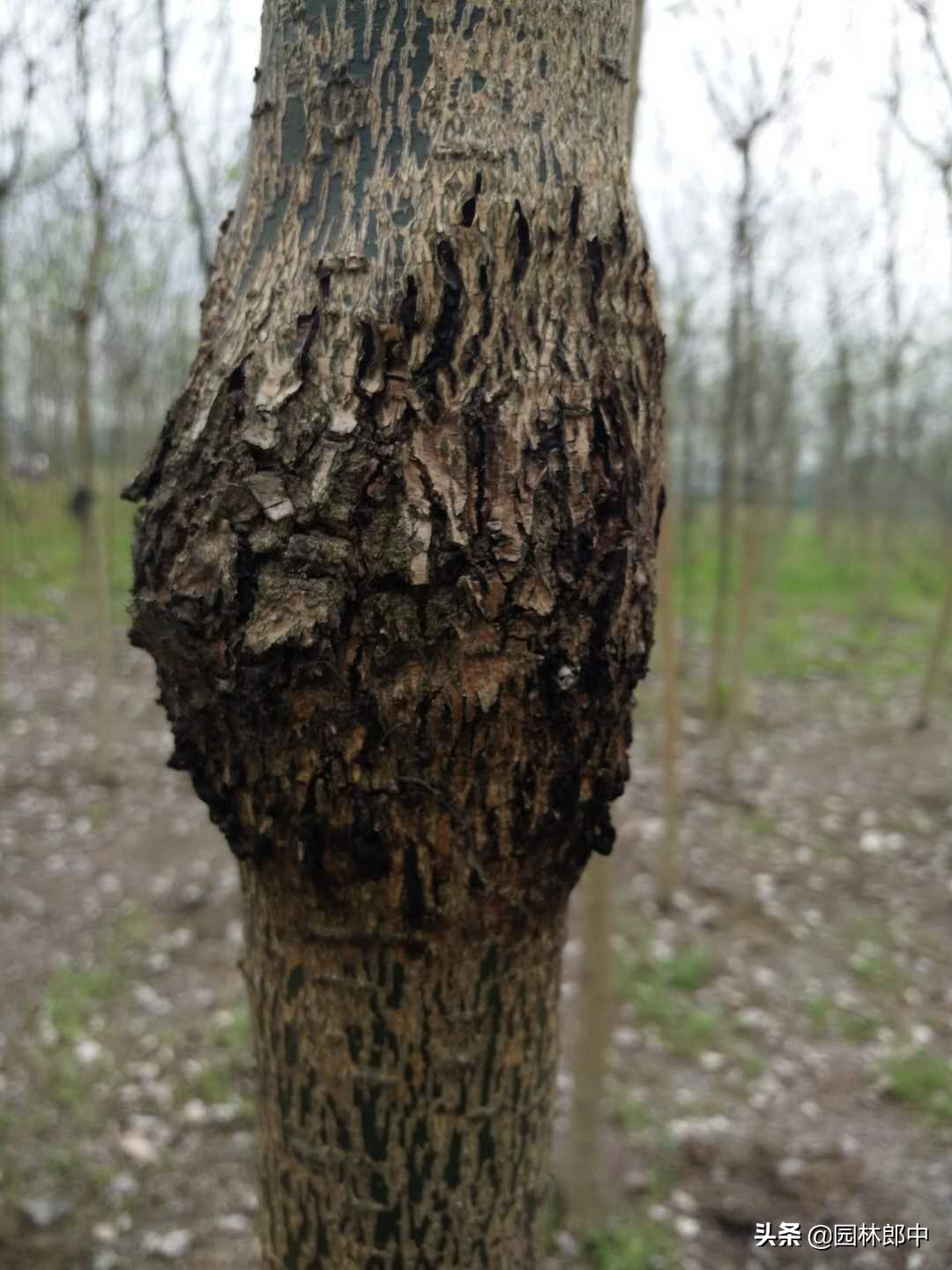 槐树树干上长疙瘩,国槐树干长疙瘩怎么回事