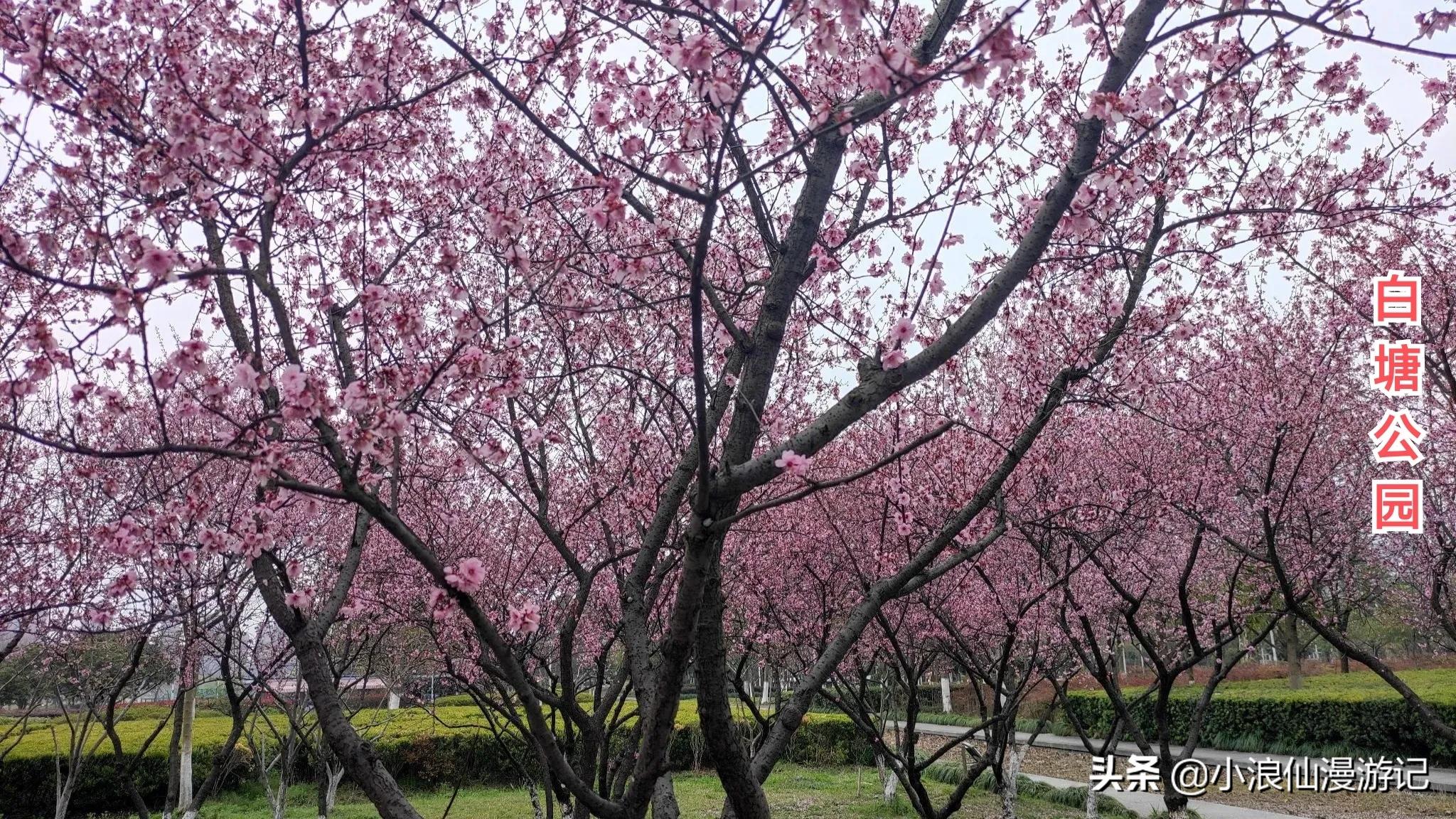 苏州免费景点排名榜前十名,苏州60岁免费景点大全