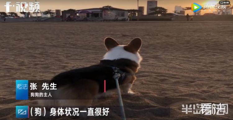 青岛宠物店柯基寄养被打死,狗在宠物店猝死