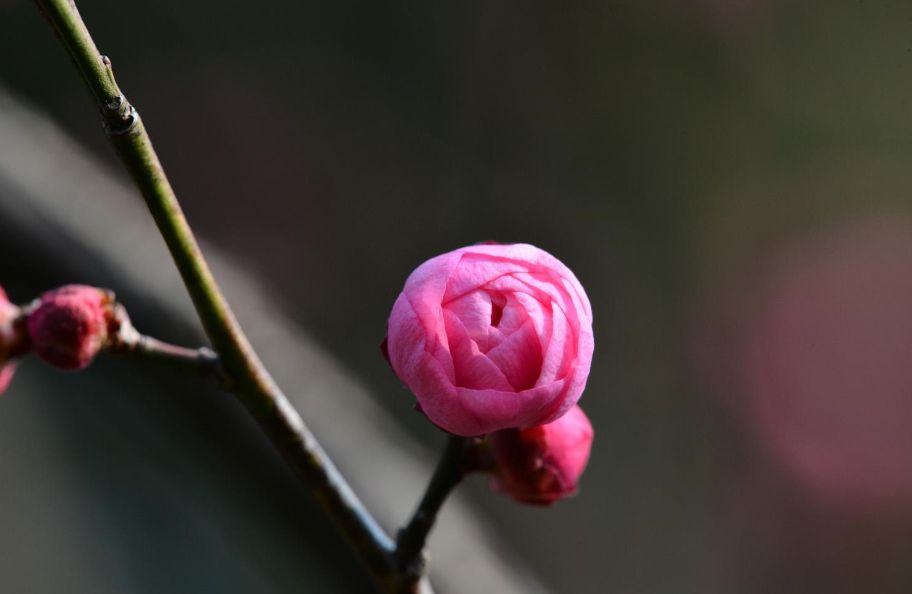 古诗红梅赞,赞美红梅傲雪凌霜气质的诗句