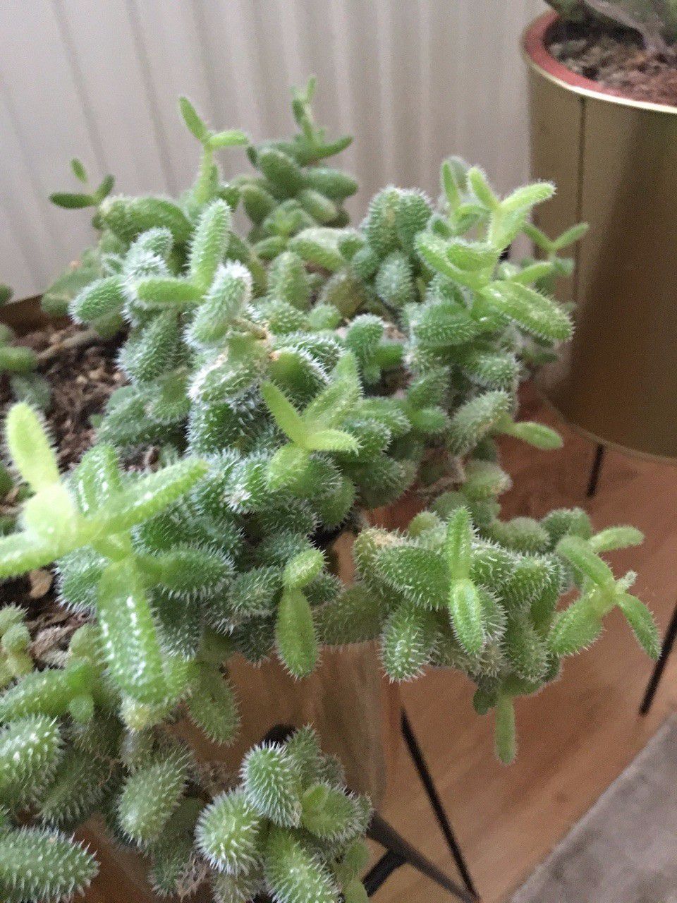 叶子上有尖刺的植物,叶子上带有小刺的草