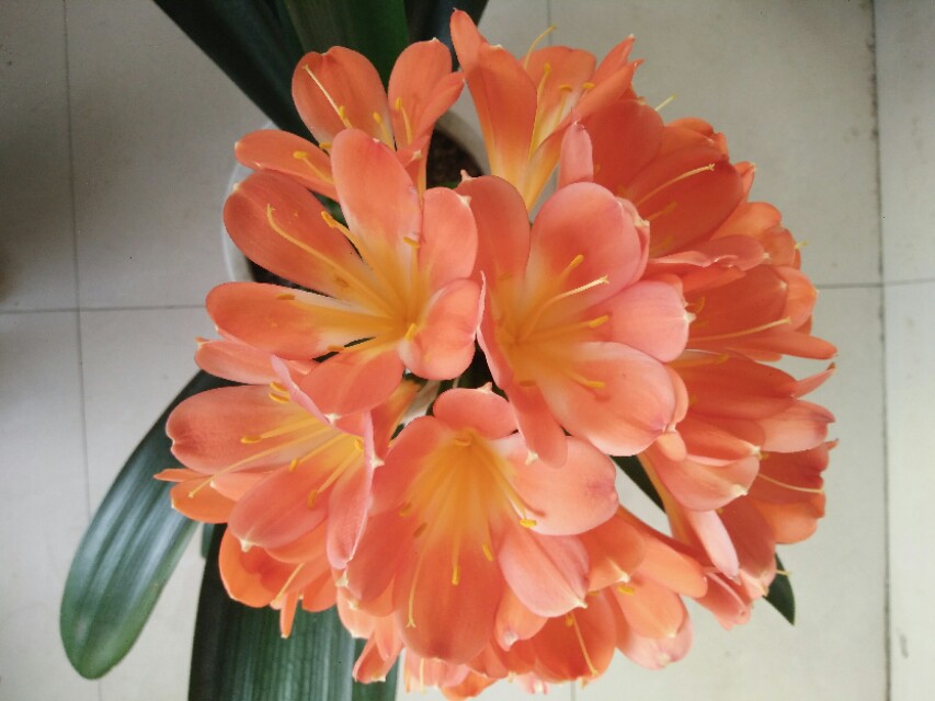 四季开花的君子兰有什么品种,君子兰花卉哪个品种最好