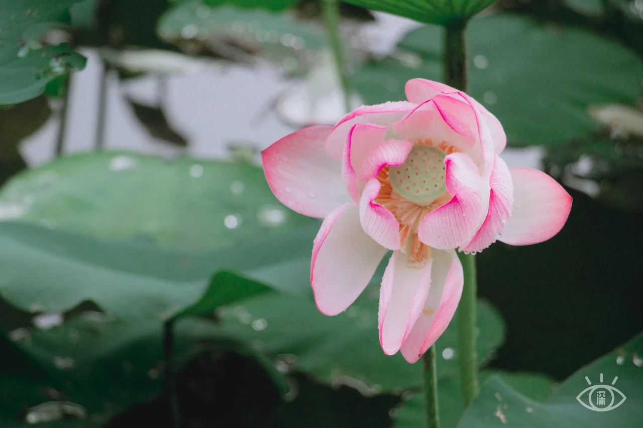 深圳洪湖公园7月18号还有荷花吗,深圳洪湖公园现在有荷花开吗