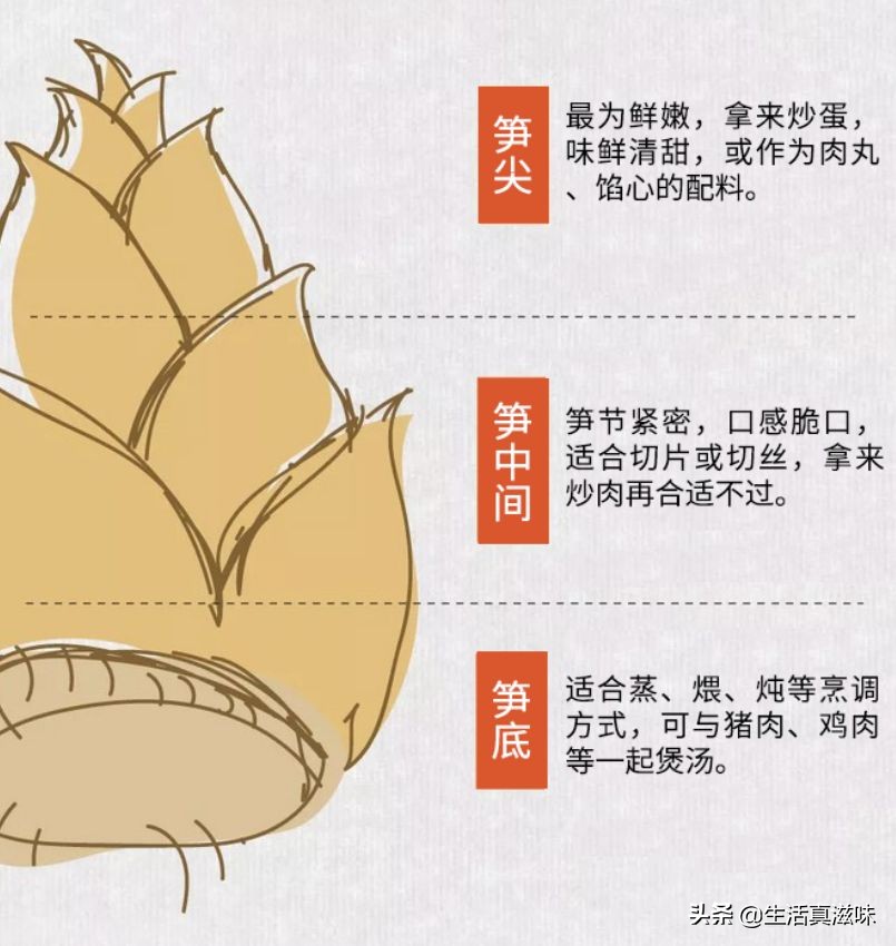 适合这个季节吃的笋,什么笋最适合春天吃