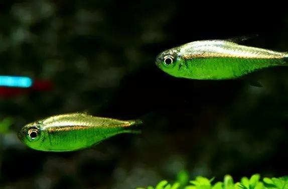 灯鱼草缸造景教程,草缸造景养什么鱼