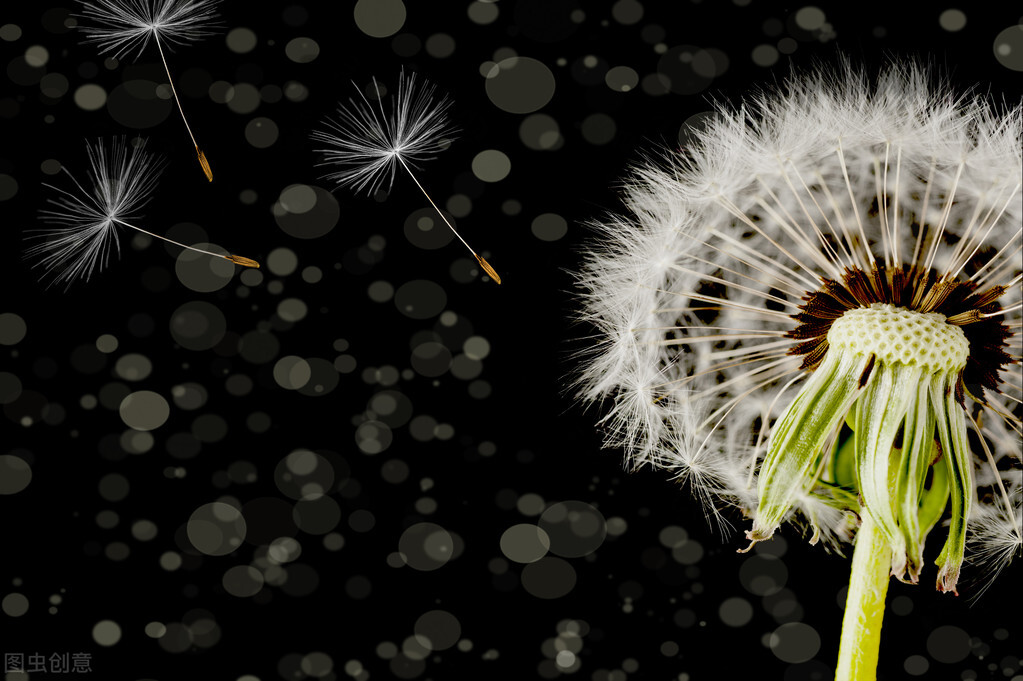 张爱玲最煽情诗句,张爱玲情感语录短视频