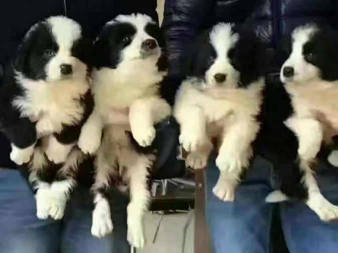 花鸟市场买的狗狗能活吗,昆明园博花鸟市场狗狗