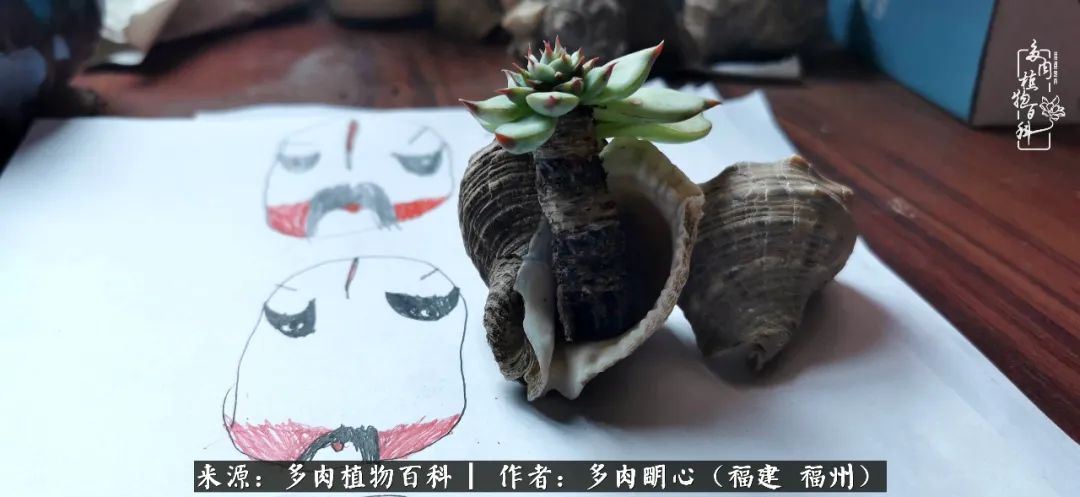 唯美雅致意境飘逸的多肉,蝶舞悠然多肉视频