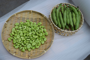 什么是蚕豆病蚕豆病长大后会好吗,什么是蚕豆病什么不能吃