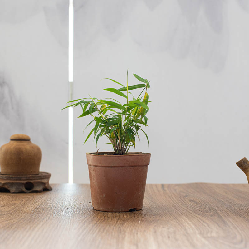 把竹子种在院子里行吗,什么样的花盆栽竹子好看