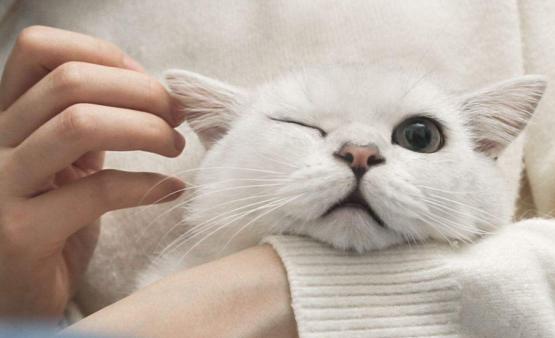 如何看出猫是否觉得你重要,对猫说话的重要性